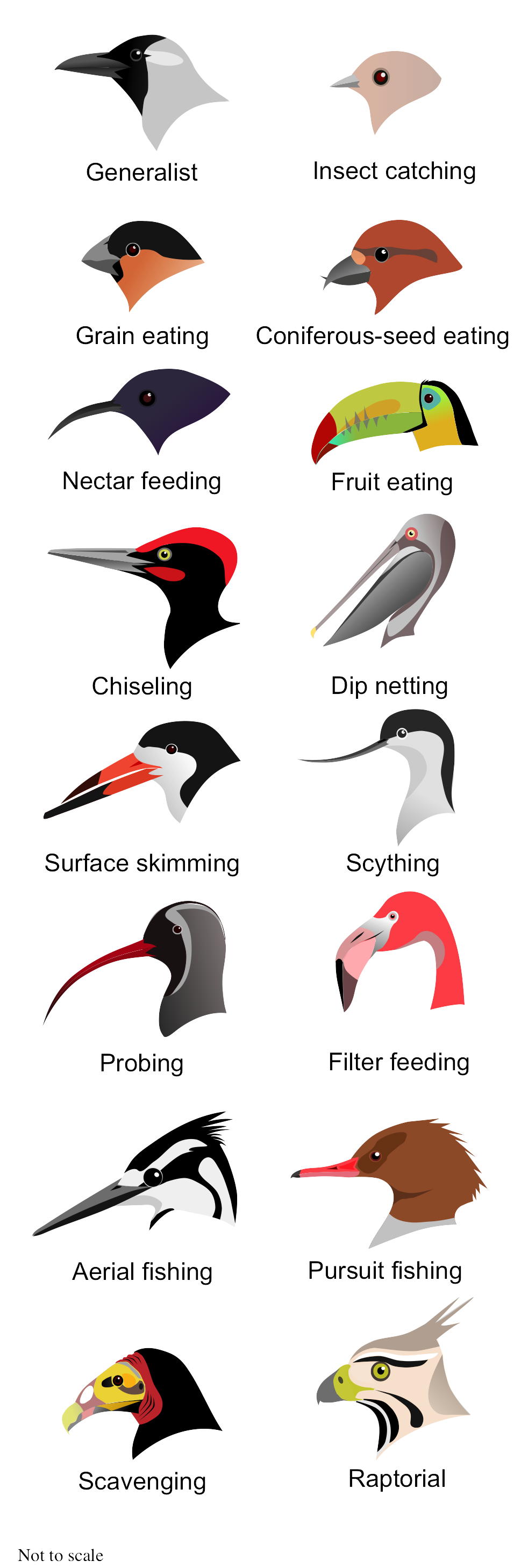 bird beak diversity