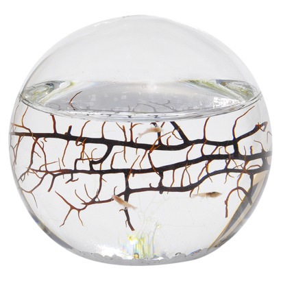 How to Make an Ecosphere, Don't Make These Mistakes