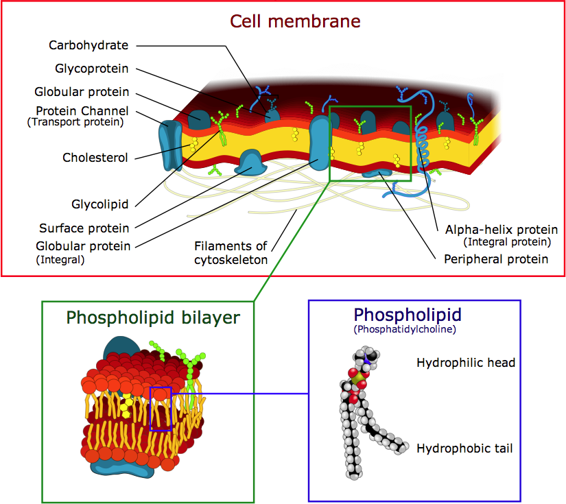 phospholipid in cell membrane