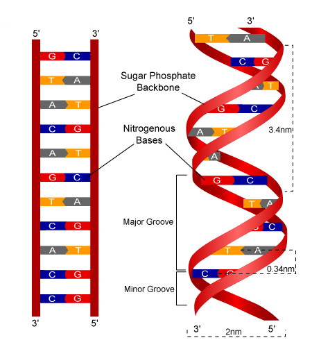 Constructing a DNA Model