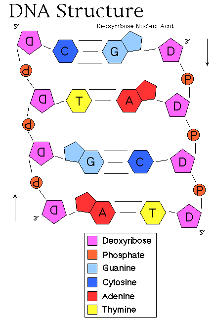 labeled dna models projects