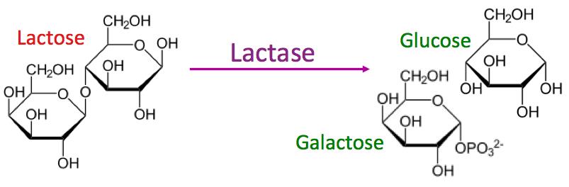 lactase enzyme diagram