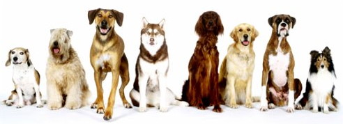 artificial selection in dogs