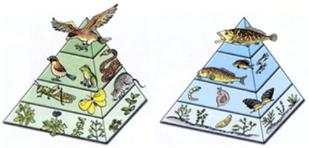 5 level food chain pyramid