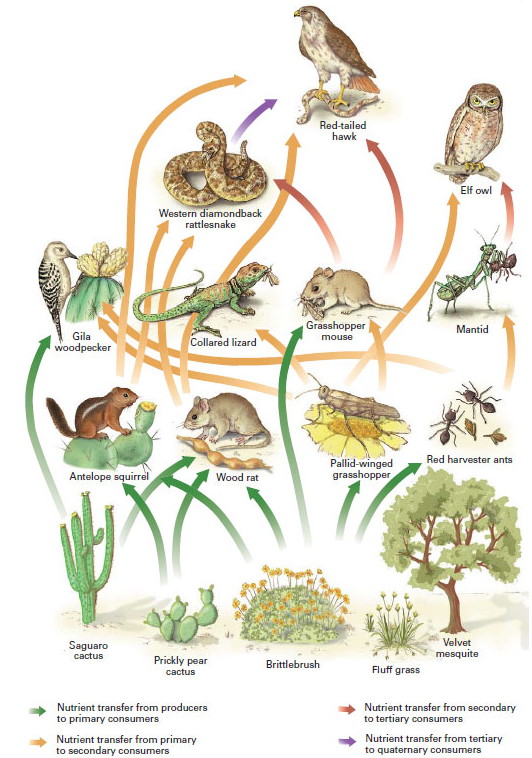 grassland ecosystem food web