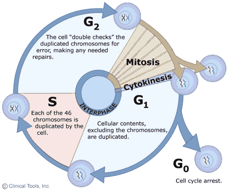 each phase of mitosis