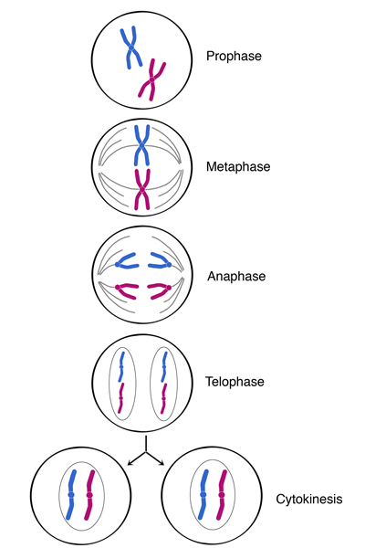 four stages of mitosis