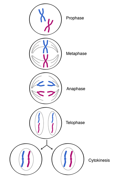 stages of mitosis diagram labeled