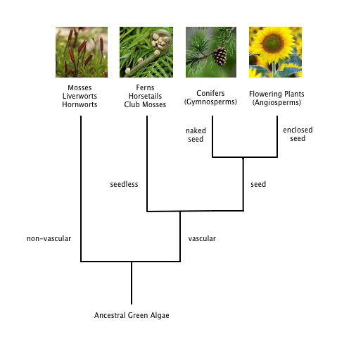plant classification chart