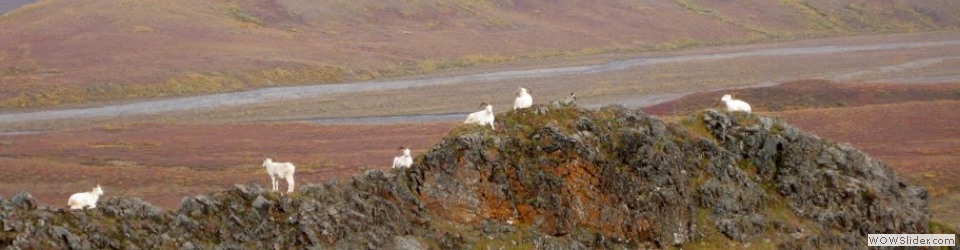 Dall Sheep, Denali National Park