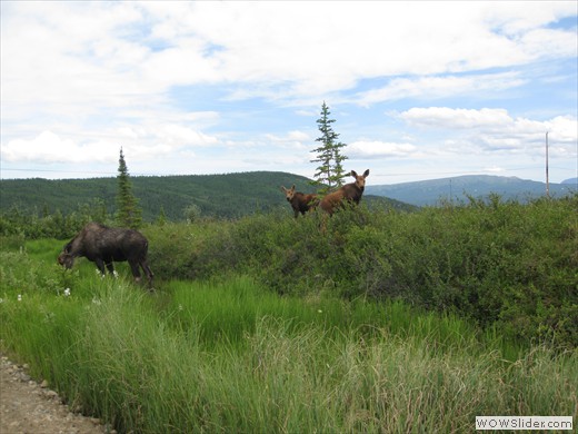Moose in Healy (credit: E. Webb)