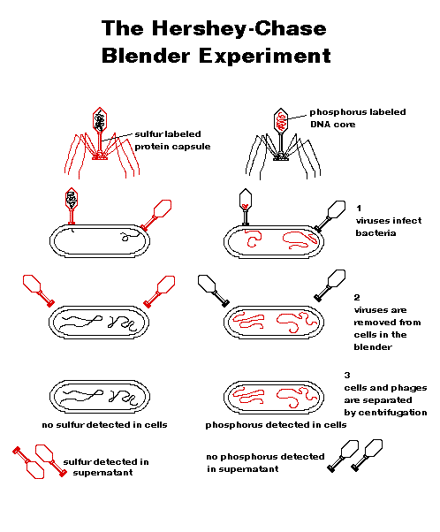 Hershey-Chase Blender Experiment