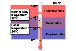 Mesophiles