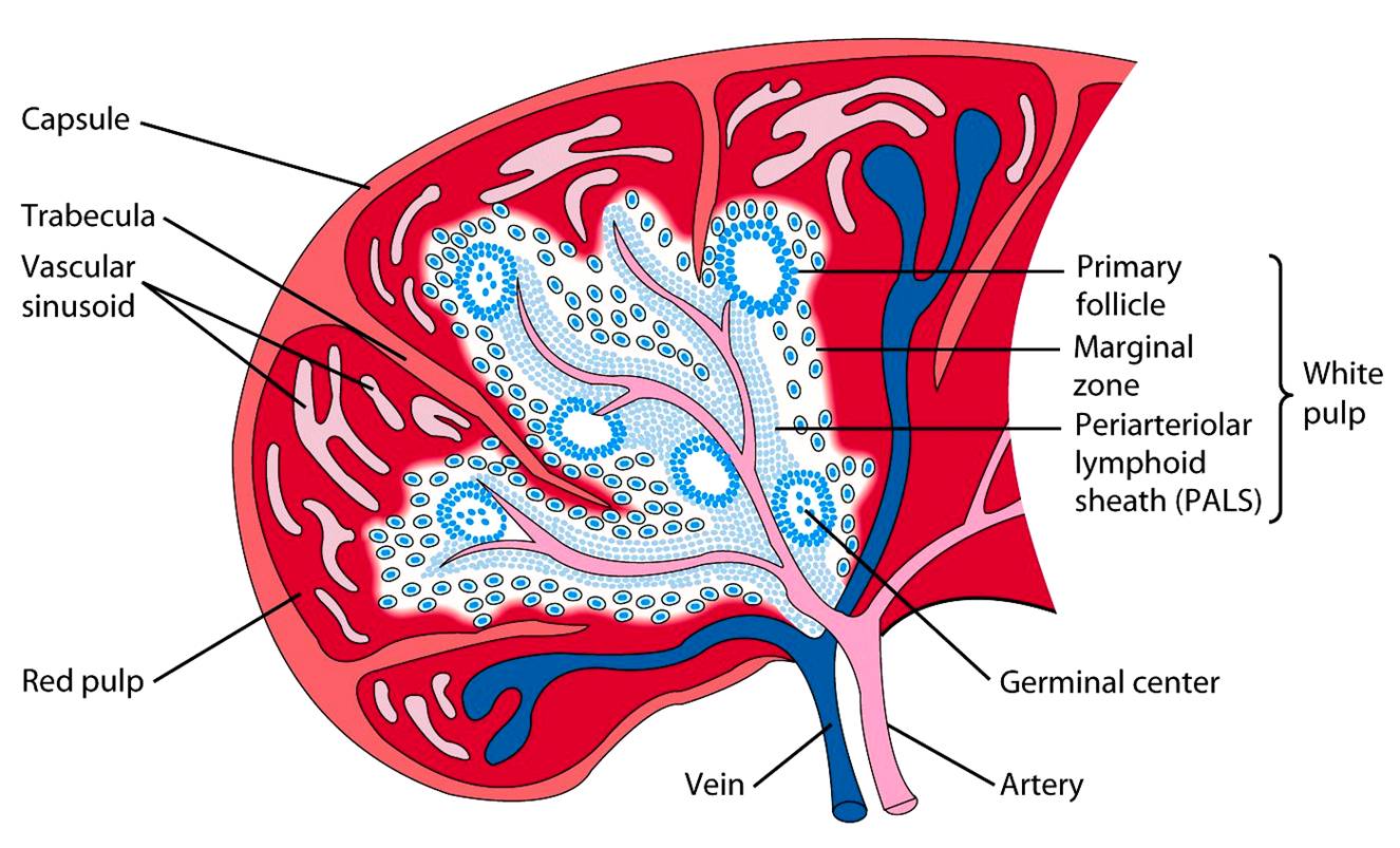 Spleen