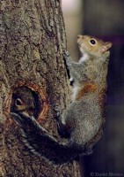 Eastern gray squirrel:http://www.fcps.k12.va.us/StratfordLandingES/Ecology/mpages/eastern_gray_squirrel.htm