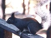Kaibab squirrel:http://hometown.aol.de/Shinara1/Grand+Canyon+Kaibab+Squirrel.jpg