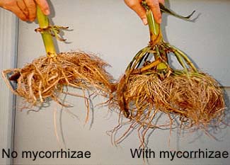 Mycorrhizae  