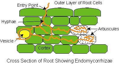 MYCORRHIZAE (Myco = fungus Rhiza = root) – Soil and Crop