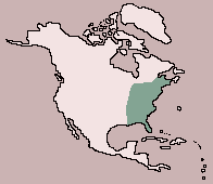 distribution of the eastern gray squirrel:http://mbgnet.mobot.org/sets/temp/animals/squirrel.htm