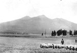 Early sheep ranch near Flagstaff