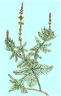 Myriophyllum spicatum