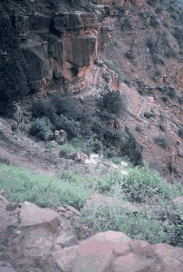 Argemone arizonica habitat:Status report