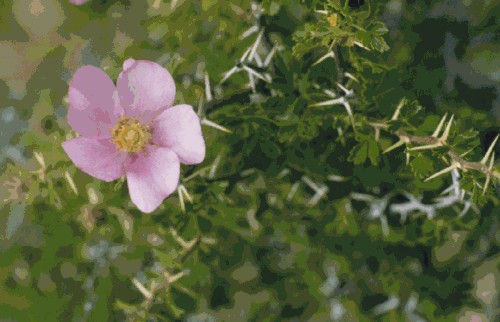 Rosa stellata ssp abyssa:Status Report