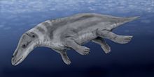 Rhodecetus, transition from land animal to whale:http://en.wikipedia.org/wiki/Evolution_of_Cetaceans