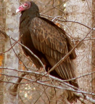 turkey vulture: