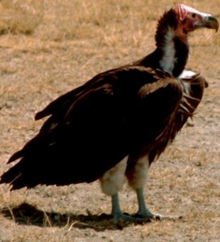 Nubian vulture: