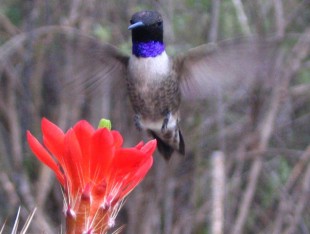 black-chinned hummingbird:http://research.amnh.org/swrs/birds.htm