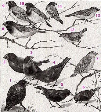 Galapagos finches:http://users.rcn.com/jkimball.ma.ultranet/BiologyPages/S/Speciation.html