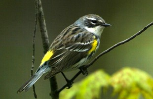 yellow-rumped warbler:http://chandra.as.utexas.edu/~kormendy/ontbirds.html