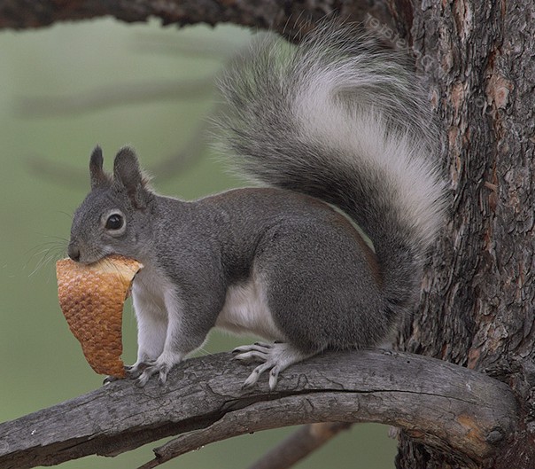 Abert squirrel:http://www.naturalvisionsphoto.com/weblog2/2006/11/