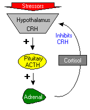 ACTH pathway:http://www.vivo.colostate.edu/hbooks/pathphys/endocrine/hypopit/acth.html