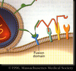 http://student.biology.arizona.edu/honors97/group12/whatis1.htm