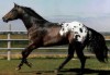 appaloosa, product of inbreeding:http://www.tqnyc.org/NYC063375/Types%20of%20Light%20Horses.htm