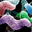 Campylobacter:http://www.sciencedaily.com/releases/2005/02/050201191817.htm