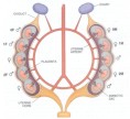 hormonal environment in the uterus