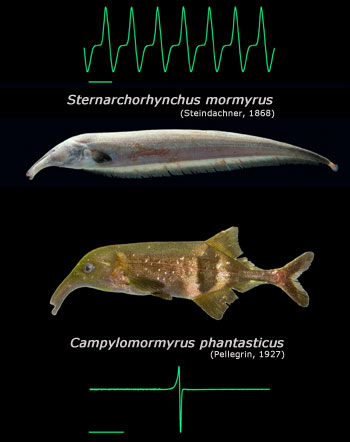 electric fish:http://www.utexas.edu/opa/news/2006/03/neurobiology02.html