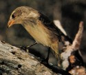 woodpecker finch:http://www.wl.k12.in.us/hs/depts/sci/index.html