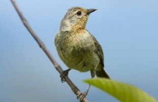 Galapagos warbler finch:http://w1.mrdecorte.org/pix/slideshow.php?set_albumName=Galapagos-Wildlife