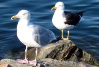 herring gull and lesser black-backed gull:http://en.wikipedia.org/wiki/Ring_species