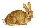 European rabbit:http://animaldiversity.ummz.umich.edu/site/accounts/pictures/Oryctolagus_cuniculus.html
