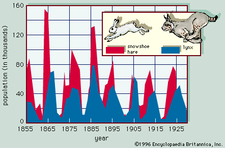 population cycles in the lynx and snowshoe hare:http://www.britannica.com/ebc/art/print?id=12&articleTypeId=0