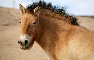 Przewalski's horse:http://animals.nationalgeographic.com/animals/mammals/przewalskis-horse.html