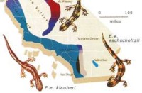 Ensatina salamanders:http://www.gwu.edu/~darwin/BiSc150/Species/species.html