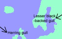 gull species in a ring:http://en.wikipedia.org/wiki/Ring_species