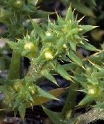 Russian thistle, Salsola kali:http://plants.usda.gov/java/profile?symbol=SAKA