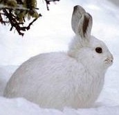 snowshoe hare:http://animaldiversity.ummz.umich.edu/site/accounts/information/Lepus_americanus.html